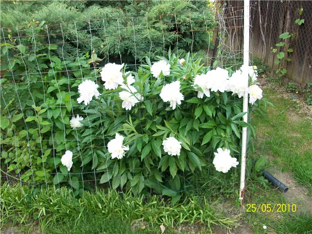 božur - lat. paeonia